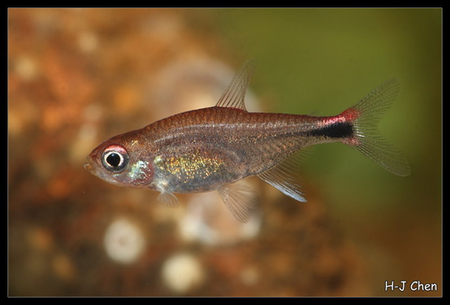 Ruby tetra (Axelrodia riesei) · iNaturalist