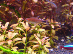 Ruby Tetra photo 2