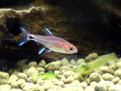 Ruby Tetra photo 3