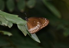 Euploea core