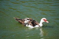 Cairina moschata domestica