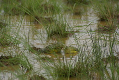 Pyxicephalus adspersus