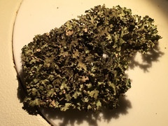 Tuckermanopsis americana