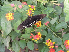 Papilio menatius victorinus