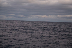 Megaptera novaeangliae