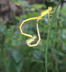 Ceriagrion coromandelianum