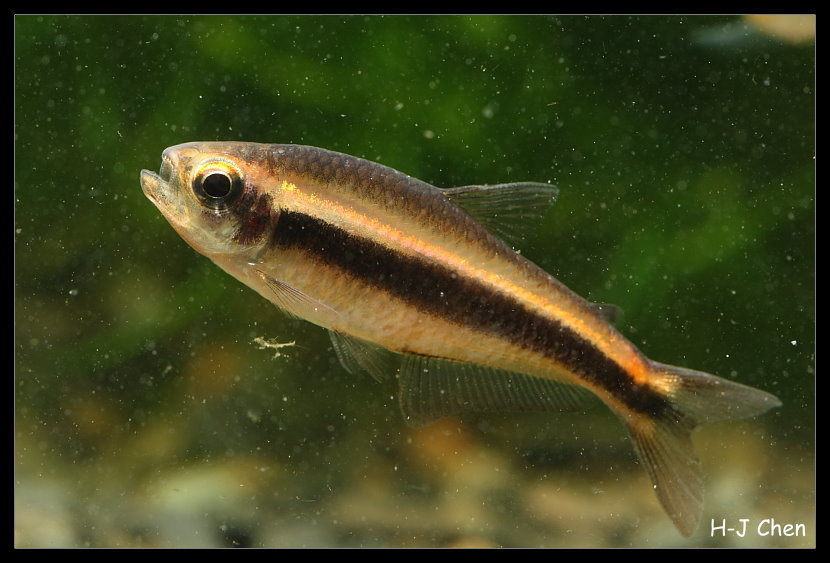 Chocolate Neon Tetra
