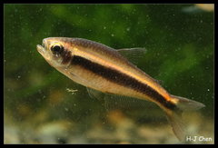 Chocolate Neon Tetra photo 1