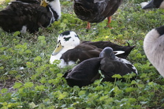 Anas platyrhynchos domesticus
