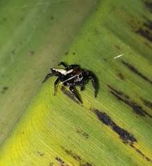 Salticinae
