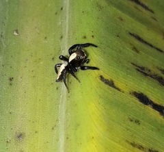 Salticinae
