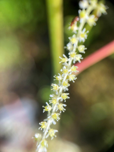 Aruncus dioicus iNat (3)