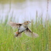 Northern Saltmarsh Sparrow - Photo (c) Zac Cota, some rights reserved (CC BY-NC), uploaded by Zac Cota