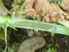 Pieridae