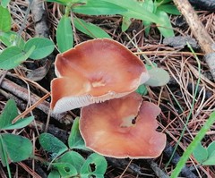 Fungi
