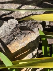 Lampropholis guichenoti