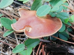 Fungi