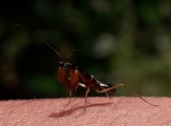 Odontomantis planiceps