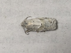Acleris logiana