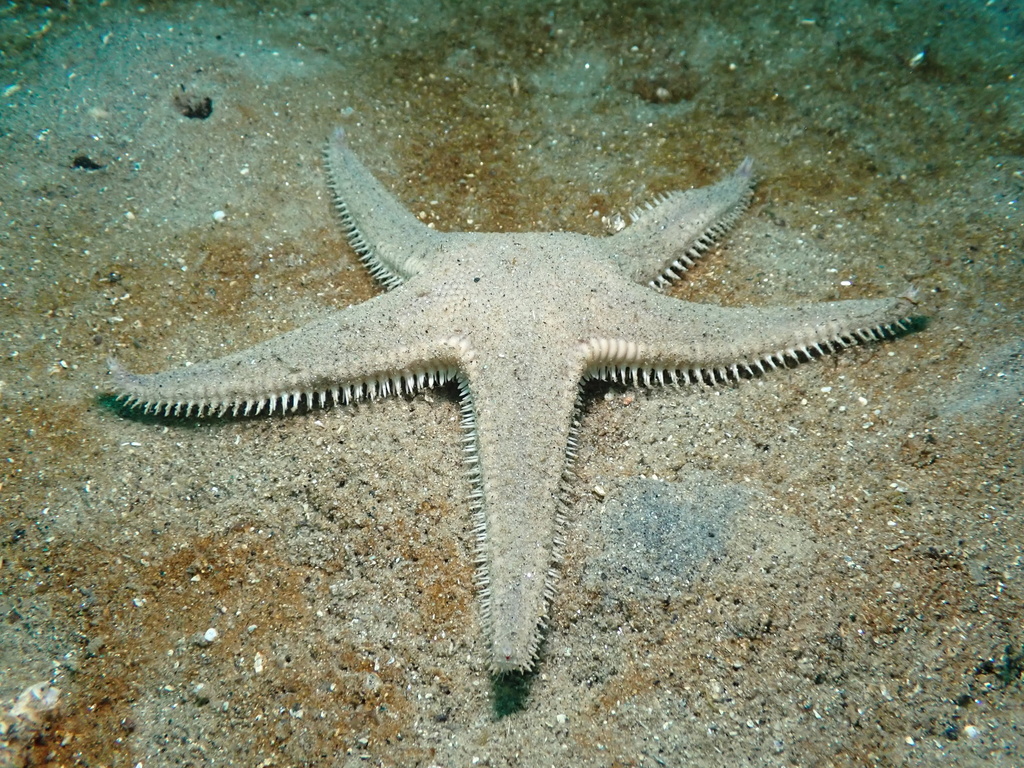California Sand Star