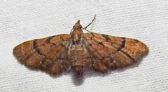 Eupithecia peckorum