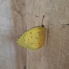 Eurema hecabe