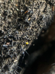 Chaenothecopsis nigripunctata