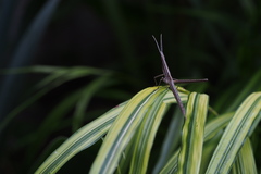 Acrida cinerea