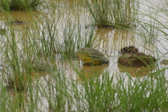 Pyxicephalus adspersus