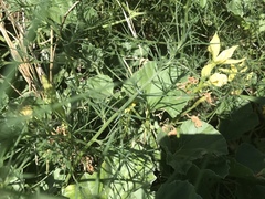 Apodanthera undulata