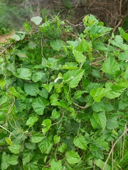 Convolvulus farinosus