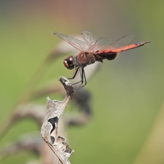 Tramea stenoloba