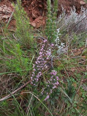 Erica bicolor