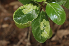 Corythoxestis zorionella