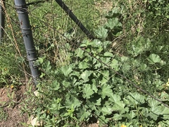 Apodanthera undulata