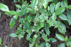 Coprosma rhamnoides
