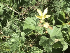 Apodanthera undulata