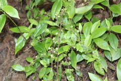 Coprosma rhamnoides