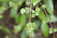Coprosma rhamnoides