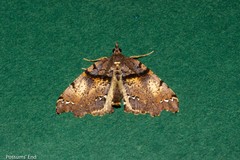 Chalastra pellurgata