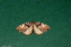 Chalastra pellurgata
