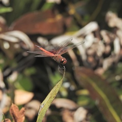 Tramea stenoloba