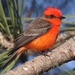 Vermilion Flycatcher - Photo (c) J. Bailey, some rights reserved (CC BY-NC)