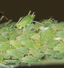 Aphis farinosa