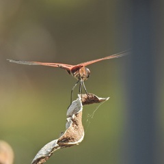 Tramea stenoloba