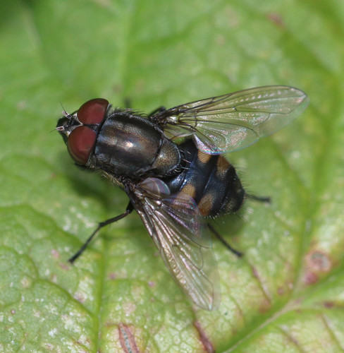 Locust Blowfly