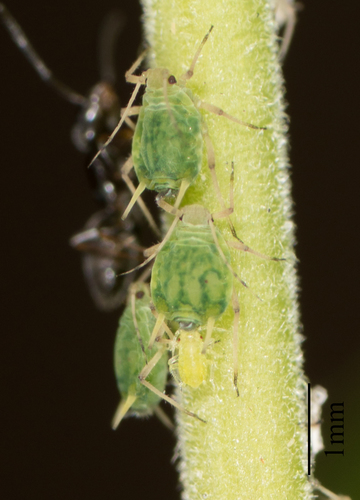 Sallow Aphid