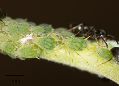 Aphis farinosa