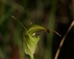 Pterostylis atrans