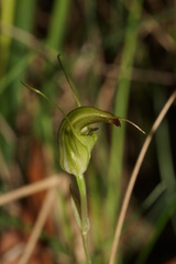 Pterostylis atrans